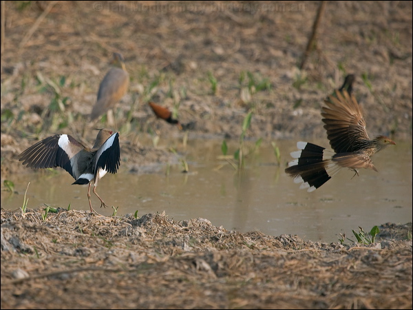 Southern Lapwing southern_lapwing_203290.psd