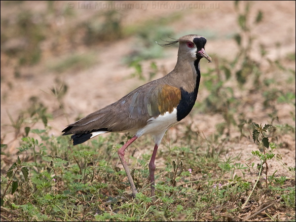 Southern Lapwing southern_lapwing_204888.psd