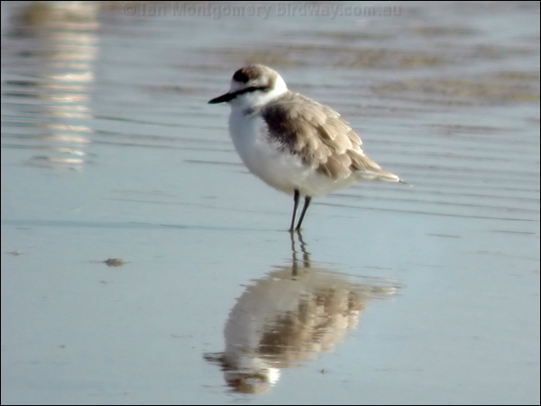 White-fronted Plover white_fronted_plover_04557.psd