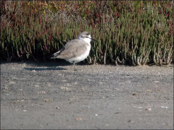 White-fronted Plover white_fronted_plover_04558.psd