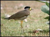yellowwattledlapwing16888