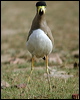 yellowwattledlapwing16890