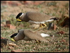 yellowwattledlapwing16893