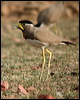 yellowwattledlapwing16894