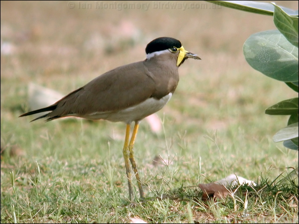 Yellow-wattled Lapwing yellowwattledlapwing16888.psd
