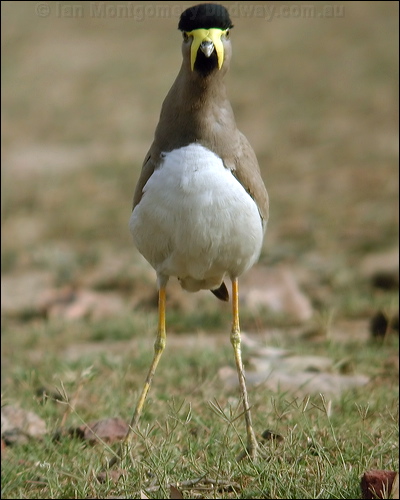 Yellow-wattled Lapwing yellowwattledlapwing16890.psd