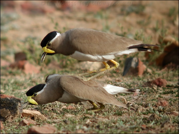 Yellow-wattled Lapwing yellowwattledlapwing16893.psd