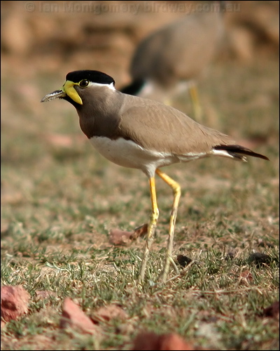 Yellow-wattled Lapwing yellowwattledlapwing16894.psd