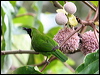 greatgreen_leafbird_50570