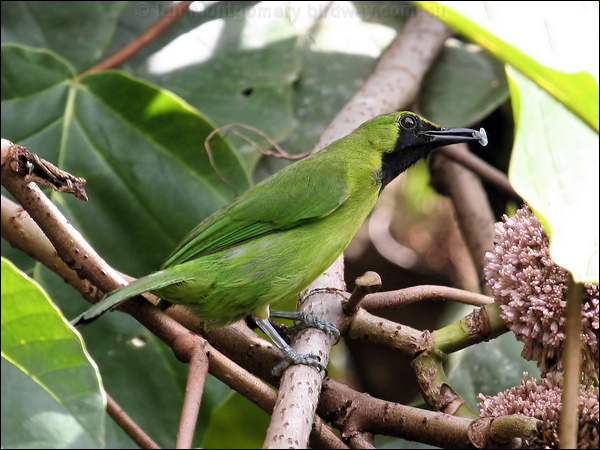 Greater Green Leafbird greatgreen_leafbird_50579.jpg