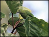 less_green_leafbird_50102