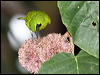 less_green_leafbird_50622