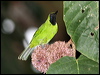 Click here to enter gallery and see photos of: Greater Green, Lesser Green and Orange-bellied Leafbirds.