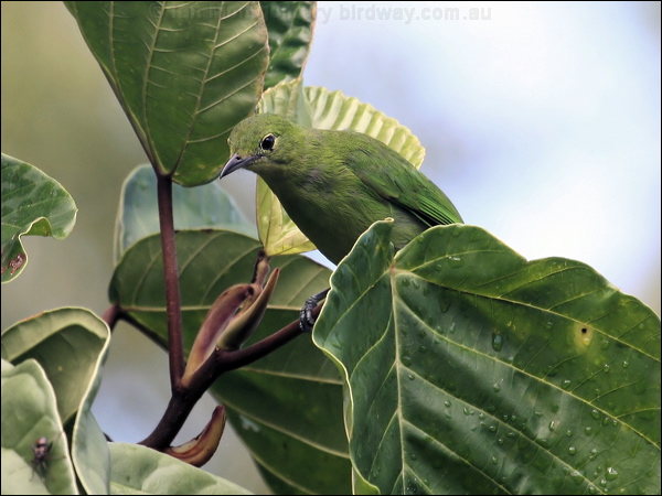 Lesser Green Leafbird less_green_leafbird_50102.jpg