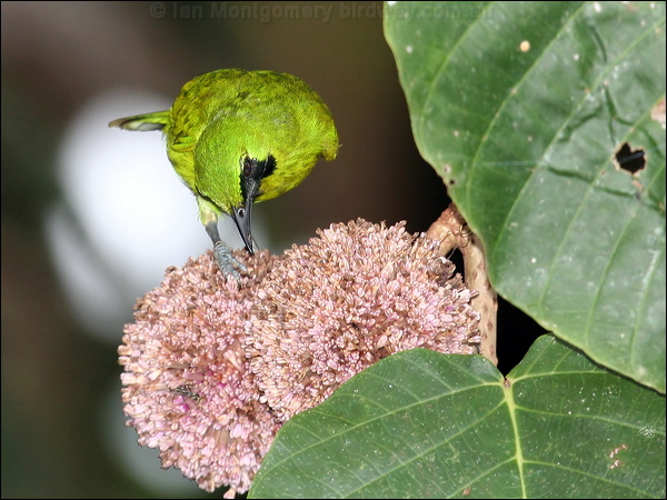 Lesser Green Leafbird less_green_leafbird_50622.jpg
