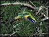 orangebellyleafbird_55960