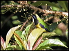 orangebellyleafbird_56219