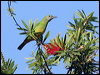 orangebellyleafbird_56424