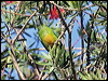 orangebellyleafbird_56435