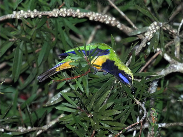 Orange-bellied Leafbird orangebellyleafbird_55960.jpg