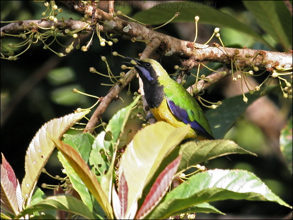 Orange-bellied Leafbird orangebellyleafbird_56219.jpg