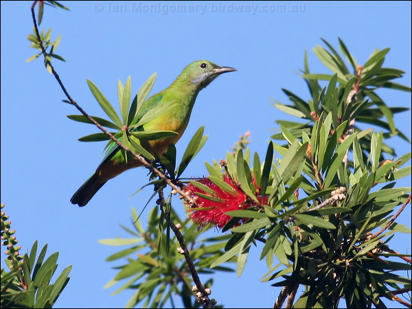 Orange-bellied Leafbird orangebellyleafbird_56424.jpg