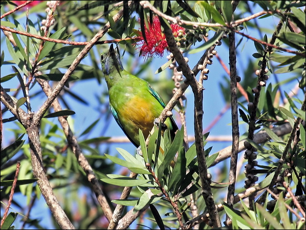 Orange-bellied Leafbird orangebellyleafbird_56435.jpg