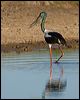 black_necked_stork_104444