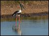 black_necked_stork_104452