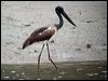 black_necked_stork_11525