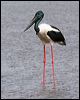 black_necked_stork_32523