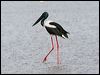 black_necked_stork_32529
