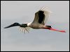 black_necked_stork_32778