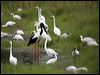 black_necked_stork_89927