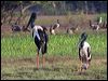 black_necked_stork_91783