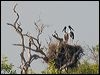 black_necked_stork_91881