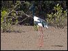 black_necked_stork_94100