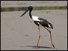 black_necked_stork_94198
