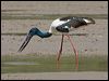 black_necked_stork_94241
