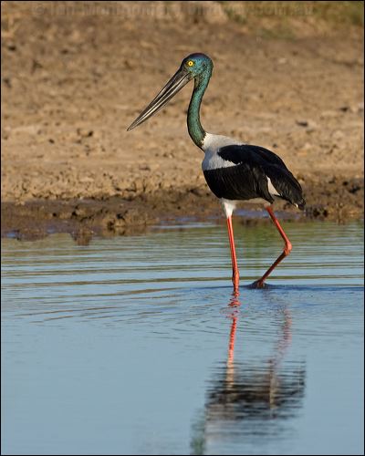 Black-necked Stork black_necked_stork_104444.psd