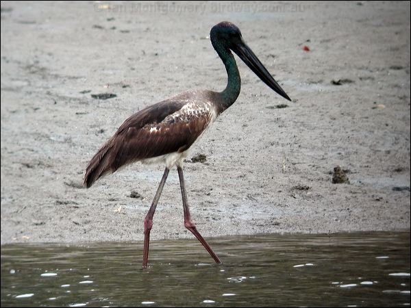 Black-necked Stork black_necked_stork_11525.psd