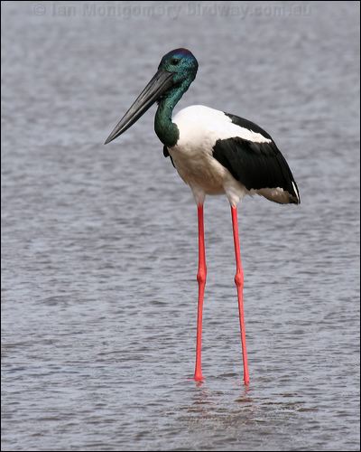 Black-necked Stork black_necked_stork_32523.psd
