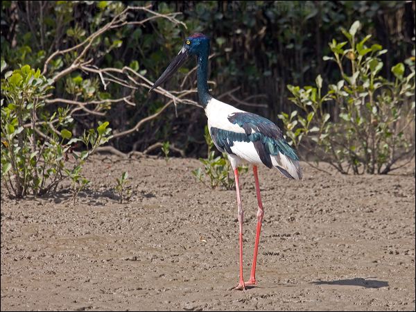 Black-necked Stork black_necked_stork_94100.psd
