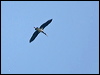black_stork_169456