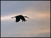 Click here to enter gallery and see photos of Black Stork