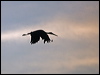black_stork_169550