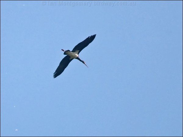 Black Stork black_stork_169456.psd