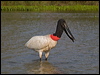jabiru_202572