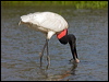 jabiru_202583