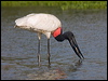 jabiru_202588